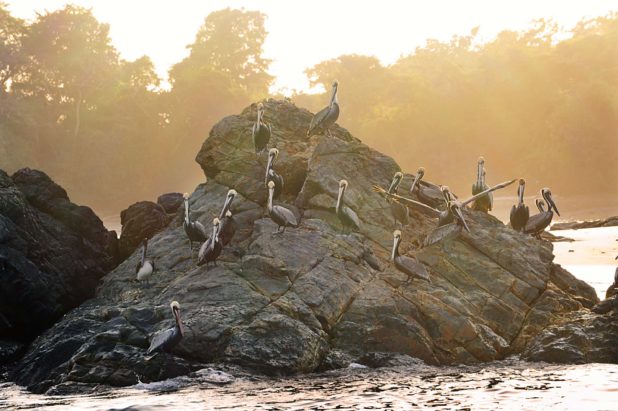 Islas Cayonetas, Panama