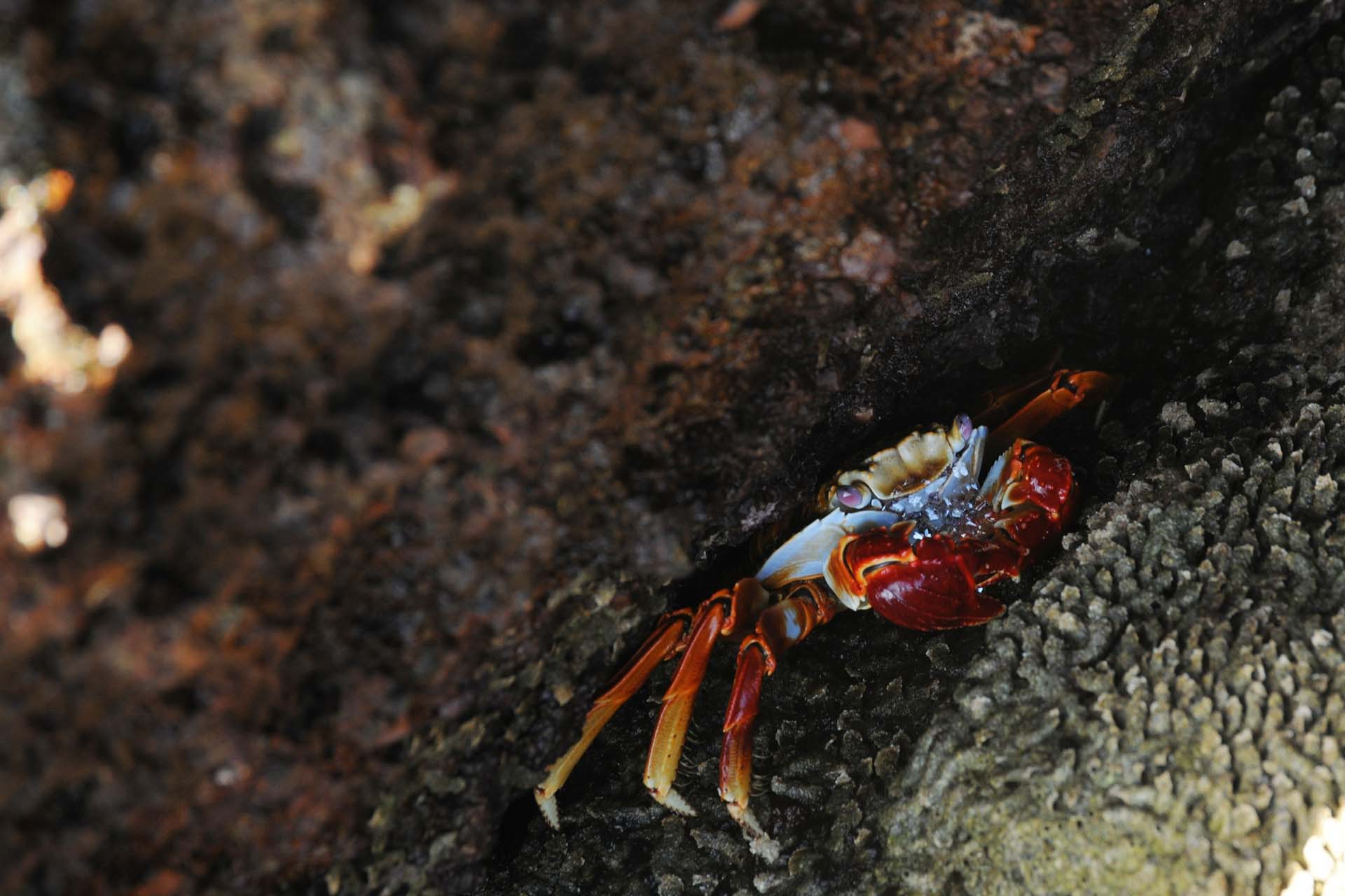 Islas Cayonetas, Panama