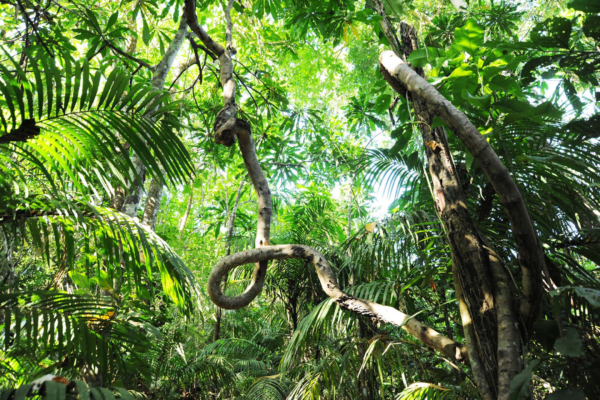 Islas Cayonetas, Panama