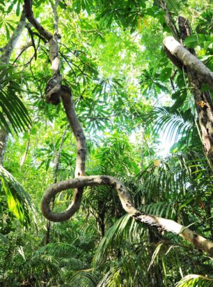 Islas Cayonetas, Panama