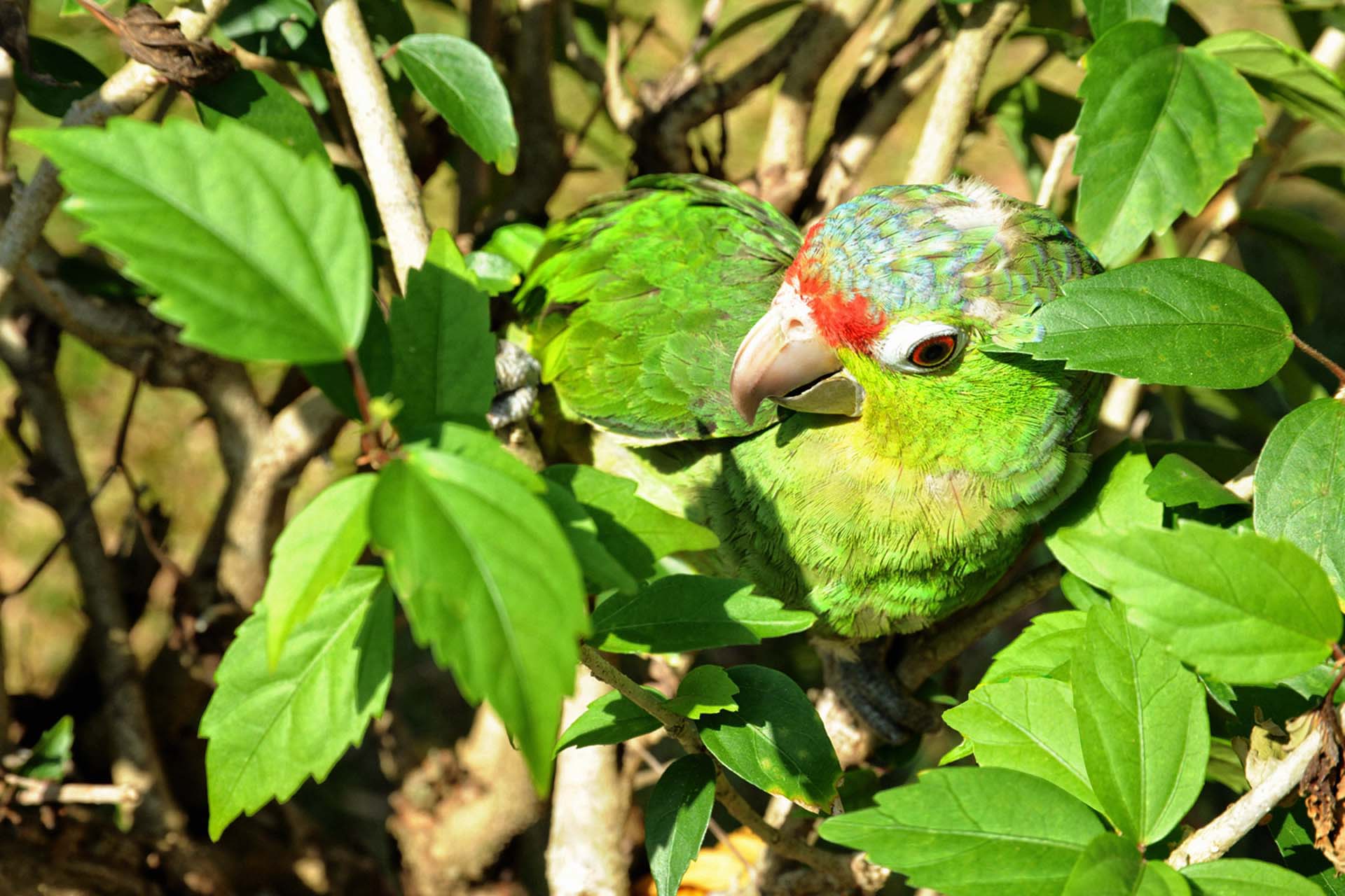 Islas Cayonetas, Panama