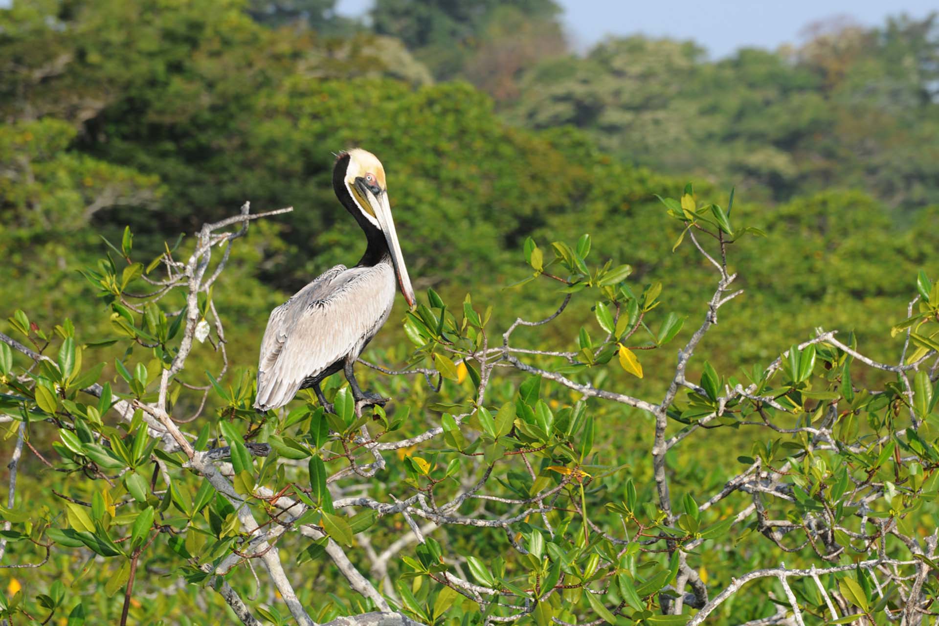 Islas Cayonetas, Panama